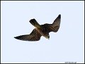 _1SB5970 peregrine falcon